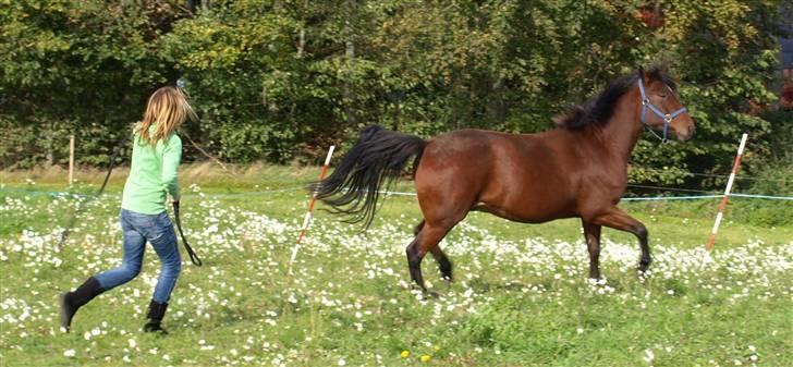 Anden særlig race Jobbe - Horsemanship. Fotofgraf: Rikke billede 12
