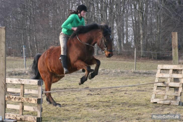 Anden særlig race Jobbe - Spring. Fotograf: Randi billede 13