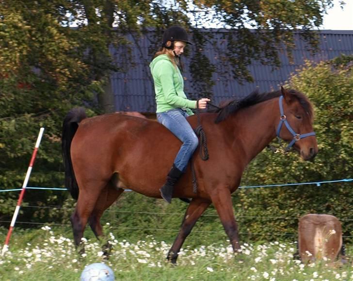 Anden særlig race Jobbe - Oppe at sidde på ham første gang efter vi startede på det horsemanship, var vildt glad. (: Ved godt jeg sidder lidt mærkeligt ;/ Fotograf: Rikke billede 14