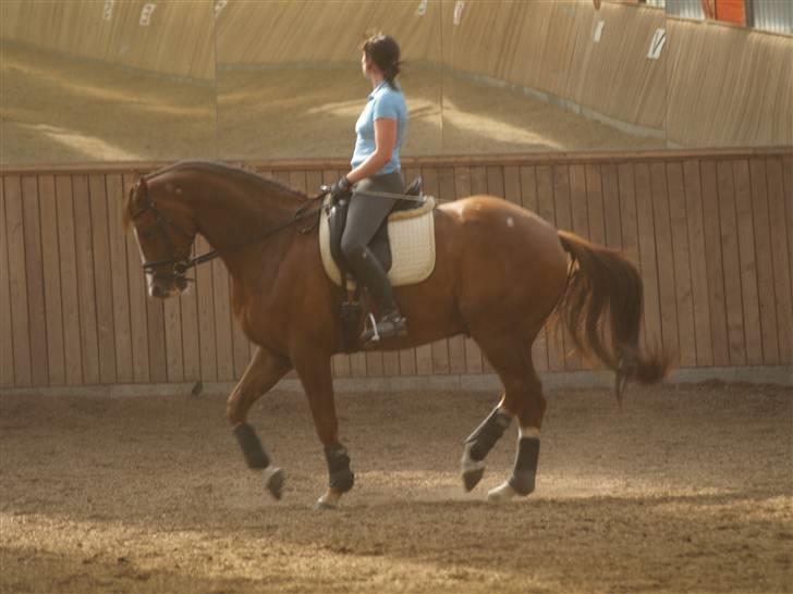 Tysk Oldenburger Pink Floyd F. (Pink) billede 9