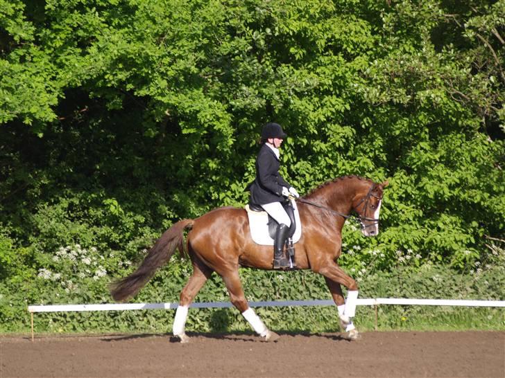 Tysk Oldenburger Pink Floyd F. (Pink) billede 10