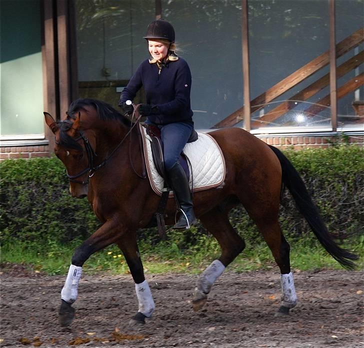 Trakehner Ido Kaiserkat*solgt* billede 9