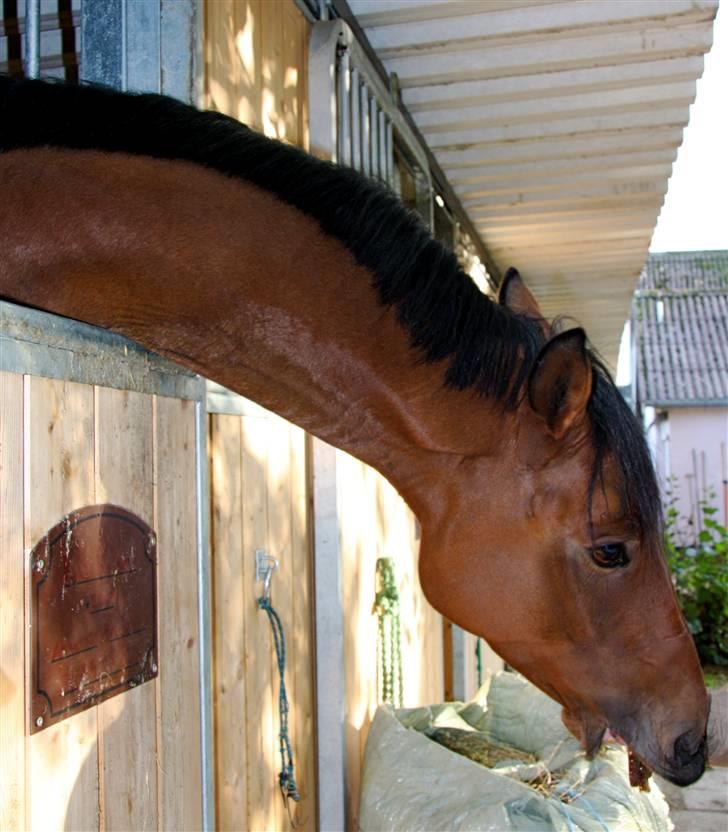 Trakehner Ido Kaiserkat*solgt* billede 14