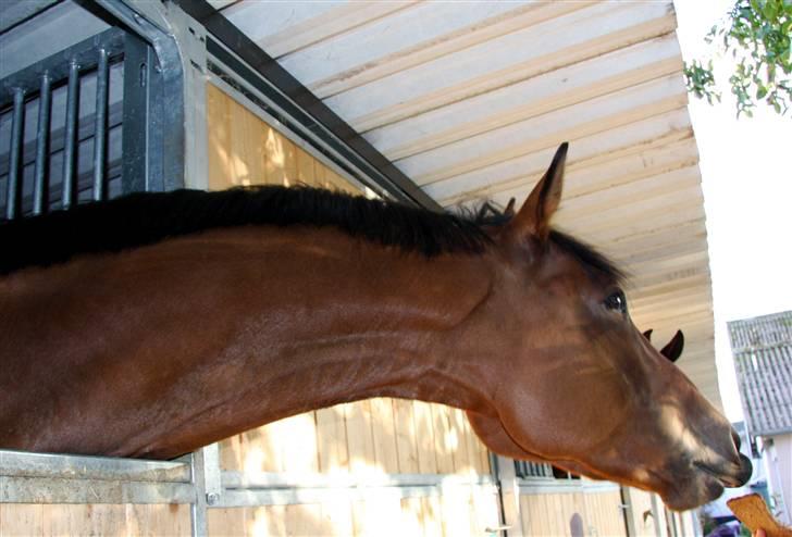 Trakehner Ido Kaiserkat*solgt* billede 16