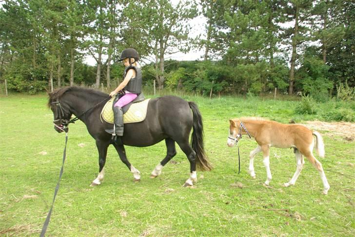 DSP Sofie RT - Første tur efter føllet er født d.26.08.09 billede 11