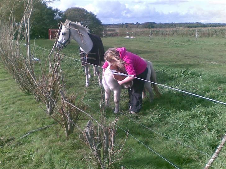 Shetlænder Trille<3 - søde trill.. og mig <3 billede 19