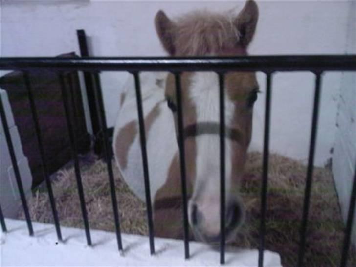 Shetlænder Timon - Hej. Her hygger jeg mig i min boks. Jeg løber nogle gange selv ind fra folden og ind i min boks. Her er jeg glad for at bo. billede 7