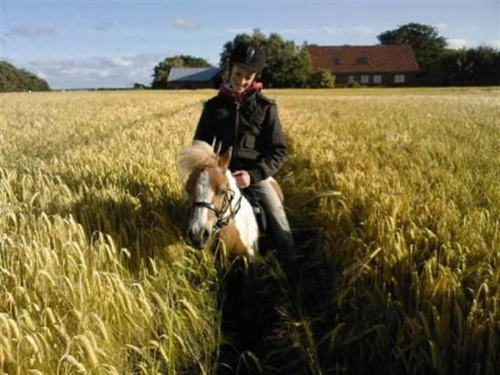 Shetlænder Timon - Endnu en tur ud over marken. billede 8