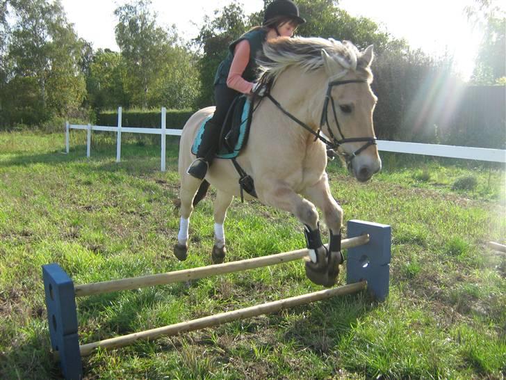 Fjordhest Kajser - kajser en meget glad dreng billede 20