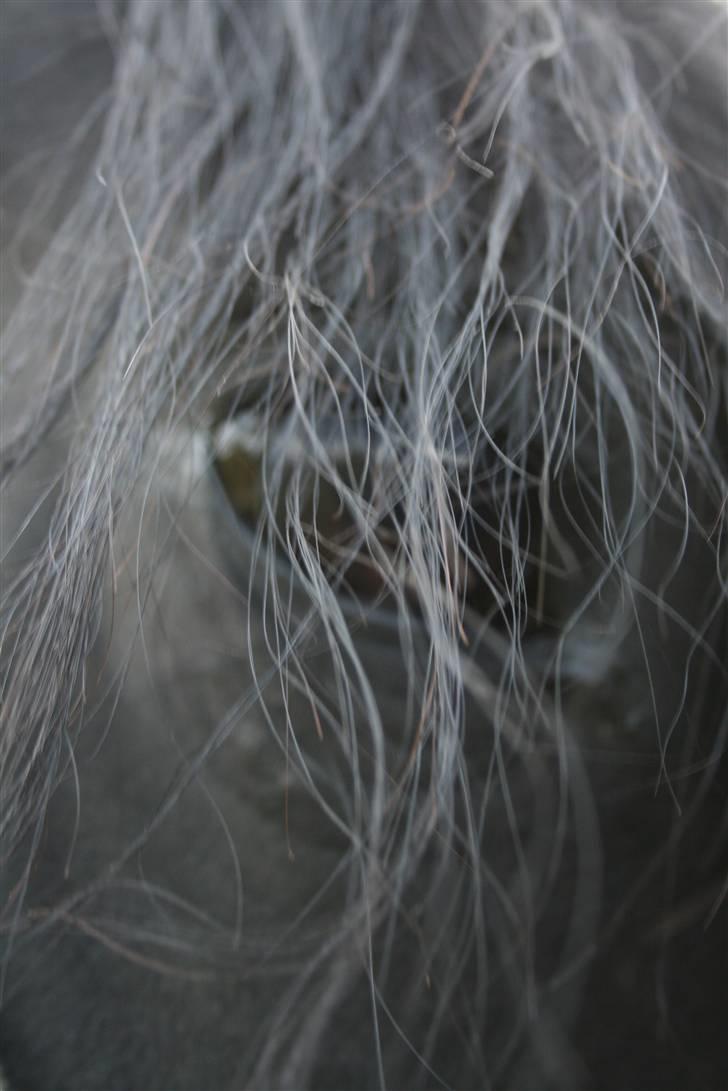 Frieser Maayke K. - D. 2/10-2008 billede 14