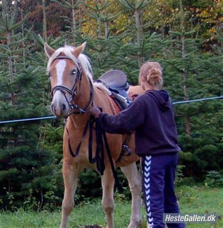 Haflinger Stabejs  billede 10