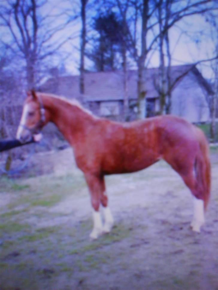 Dansk Varmblod Isabell De Noir billede 2