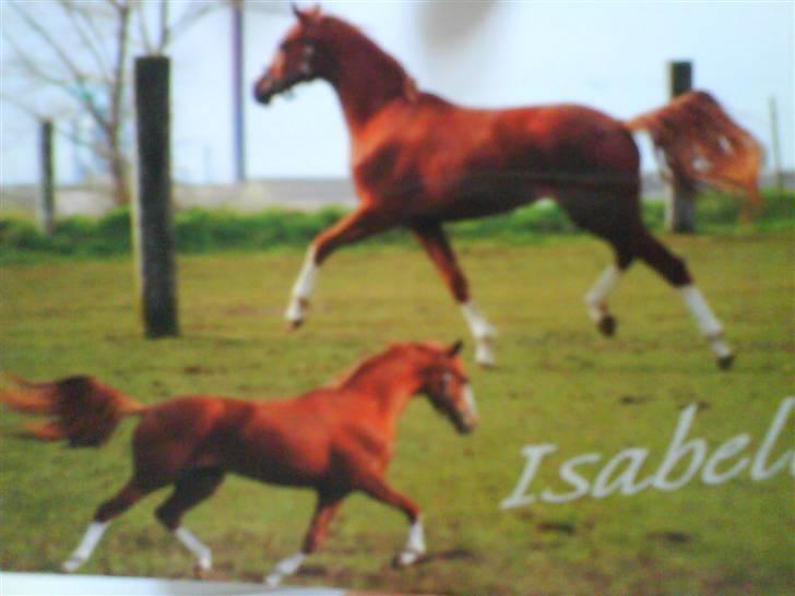 Dansk Varmblod Isabell De Noir billede 3