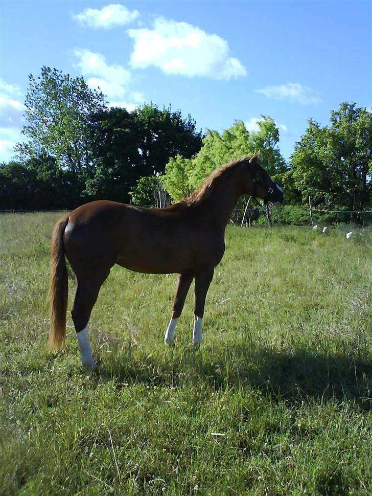 Dansk Varmblod Isabell De Noir billede 4