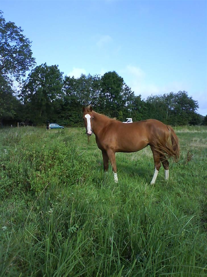 Dansk Varmblod Isabell De Noir billede 5