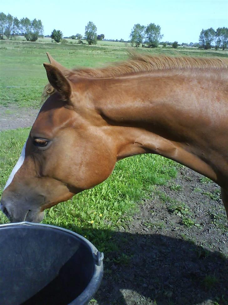 Dansk Varmblod Isabell De Noir billede 6