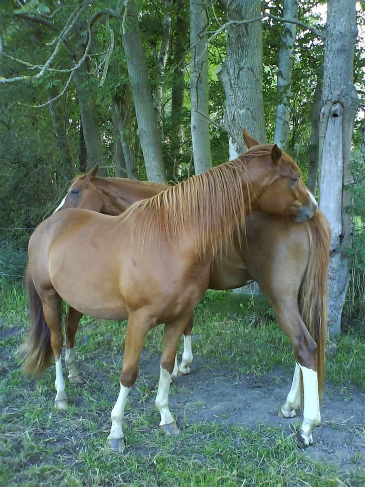 Dansk Varmblod Isabell De Noir billede 7