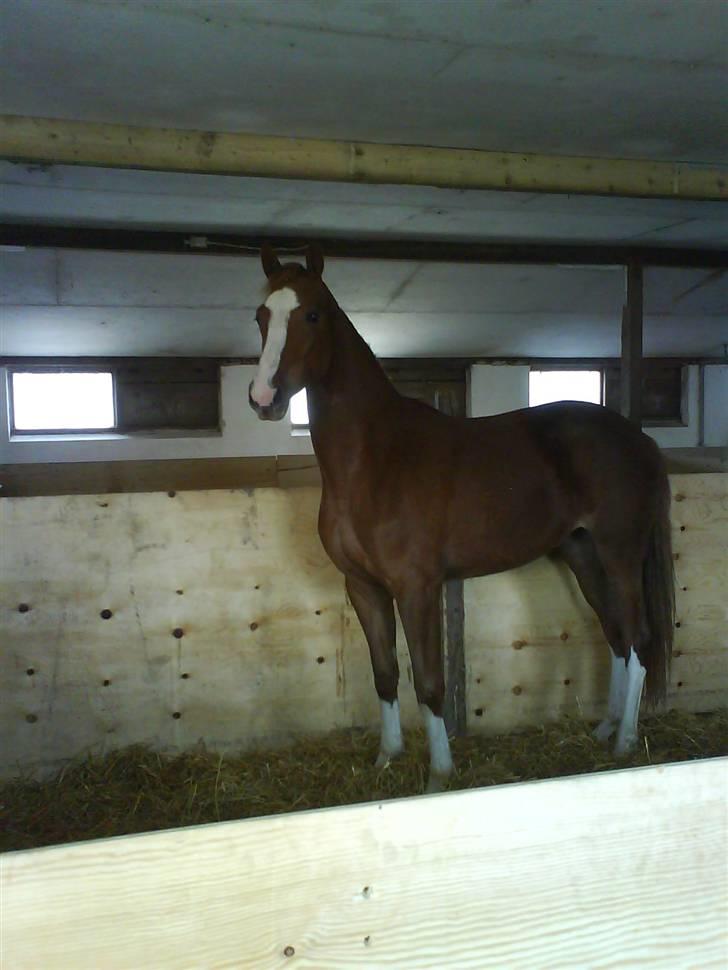 Dansk Varmblod Isabell De Noir billede 8