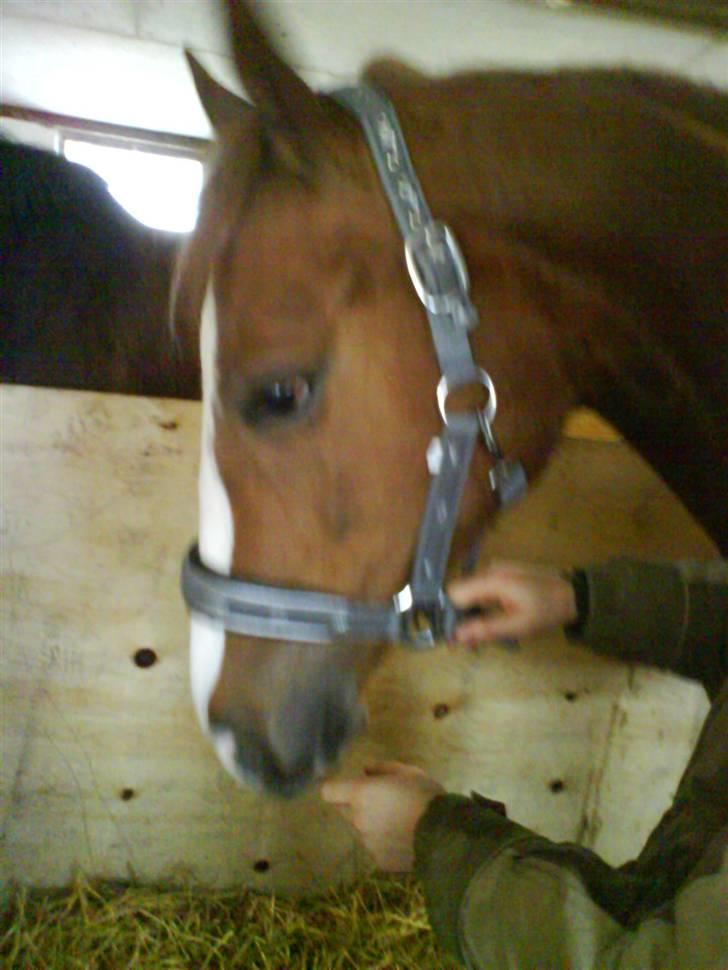 Dansk Varmblod Isabell De Noir billede 9