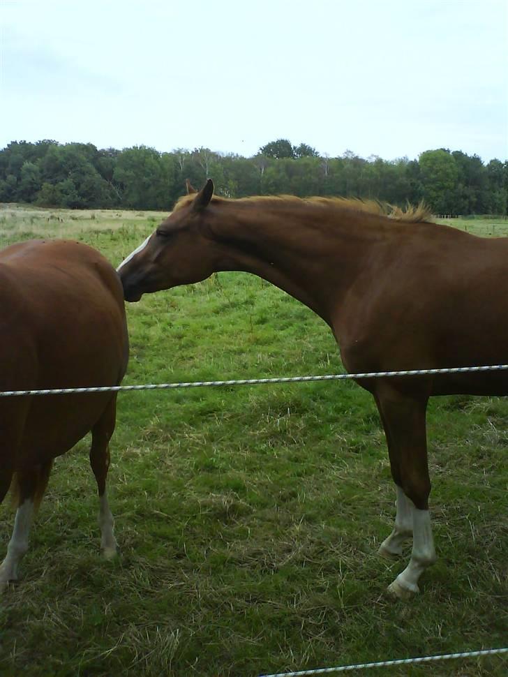 Dansk Varmblod Isabell De Noir billede 10