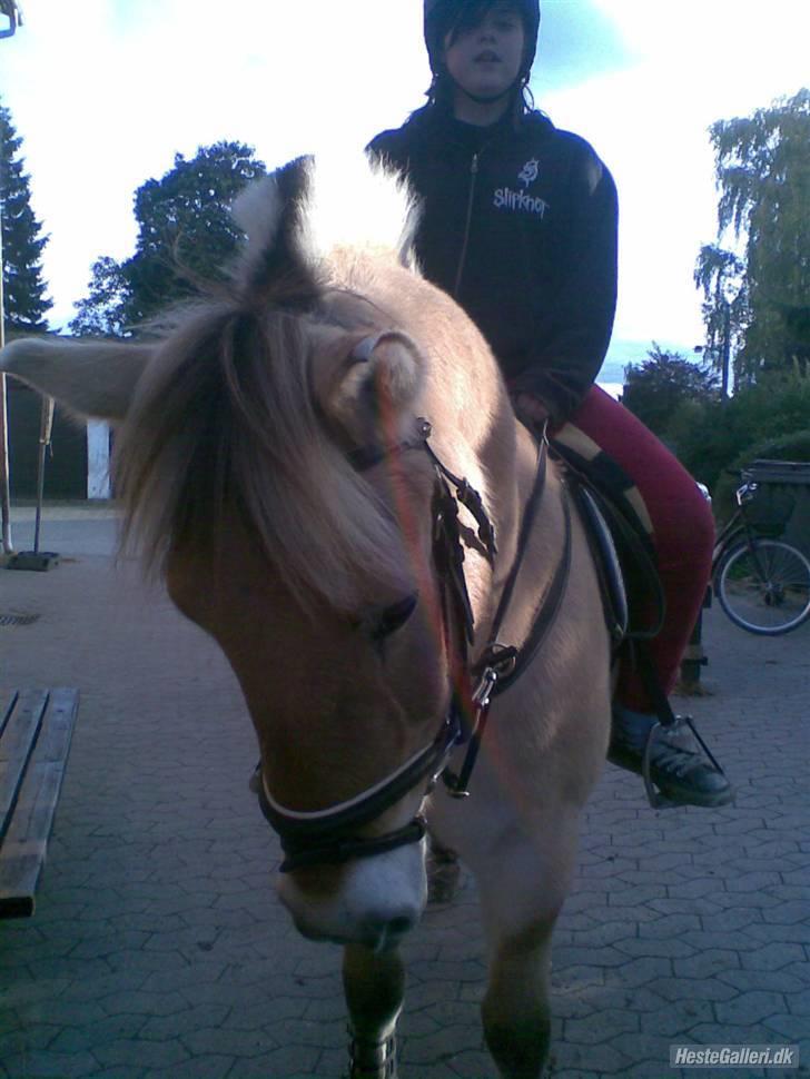 Fjordhest Bamse *RIP* billede 17