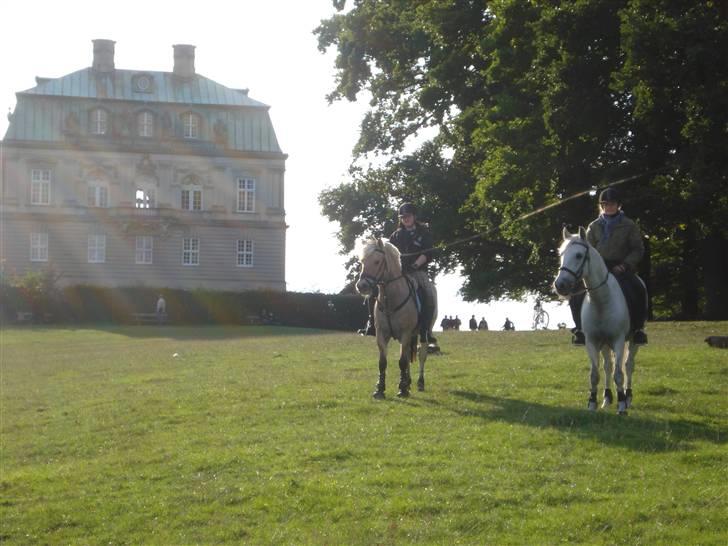 Fjordhest Bamse *RIP* - mig og louise lige bag ved erimitage slottet billede 18