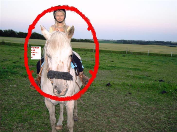 Knabstrupper Pippi billede 8