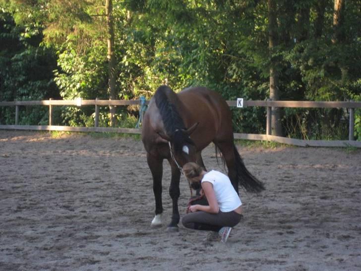 Dansk Varmblod Chatel´S Combado R.I.P:'( - min dejlige, nysgerrige, legesyge hest (: smukke basse. billede 9