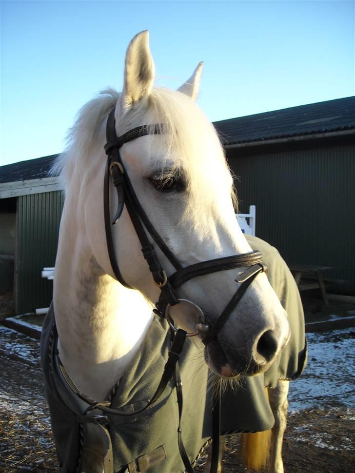 Anden særlig race Chica SOLGT :'( - du kan jo godt skat!<3 billede 7