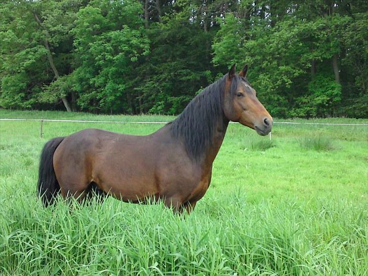 Altér Real Janoschik Becks billede 12