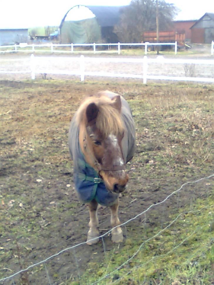 Anden særlig race Bonnie-boy    R.I.P - Bonnie, min dejlige dreng [Taget af Annette] billede 1