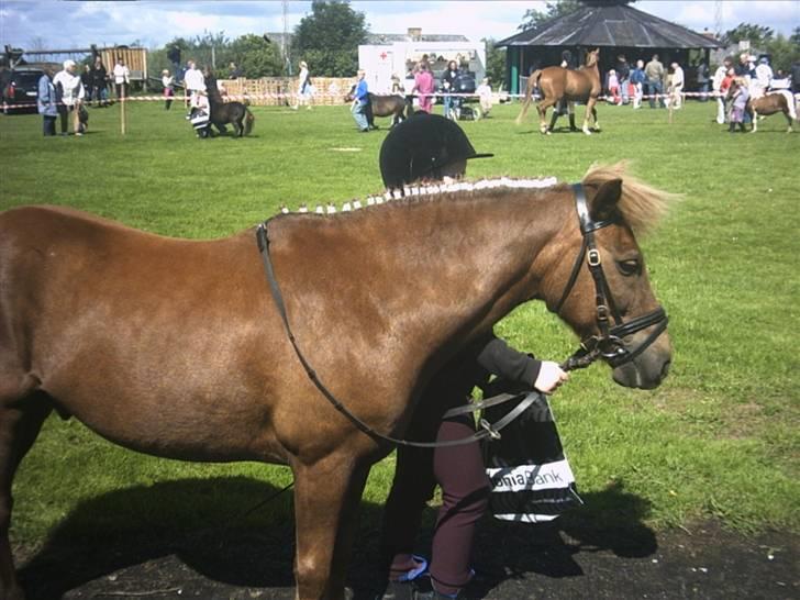 Anden særlig race Bonnie-boy    R.I.P - Til børnedyreskue,.  billede 2