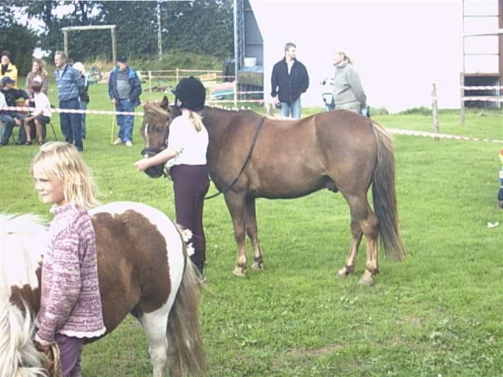 Anden særlig race Bonnie-boy    R.I.P - til børnedyreskue billede 3