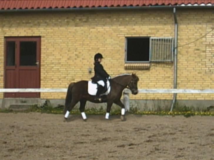 Anden særlig race Bonnie-boy    R.I.P - der var vi til stævne i Nørre Aaby billede 6