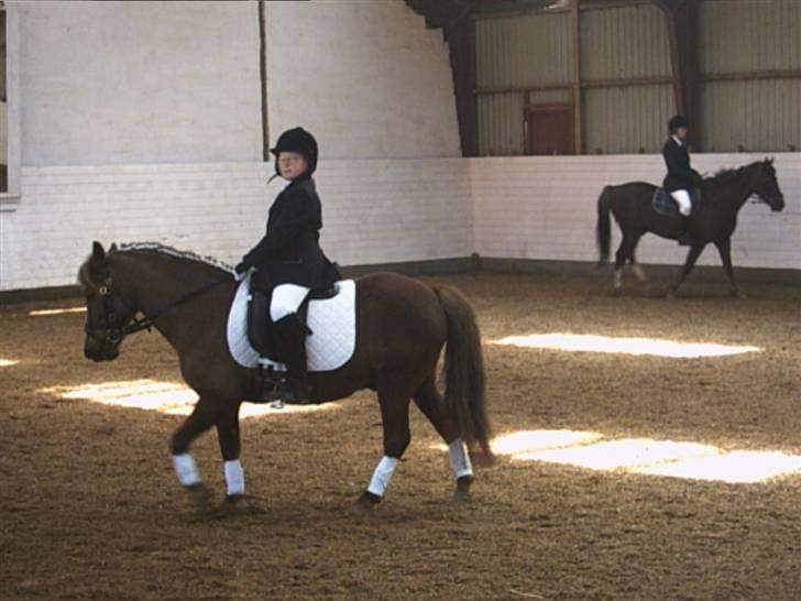 Anden særlig race Bonnie-boy    R.I.P billede 8