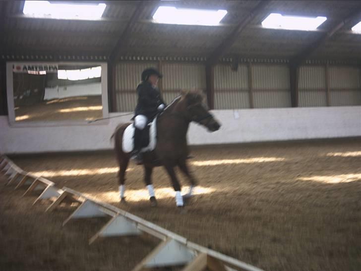 Anden særlig race Bonnie-boy    R.I.P billede 9