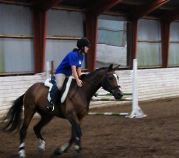 Dansk Varmblod Louisianna *R.I.P* <3  - dejlig glad hest<3 billede 4