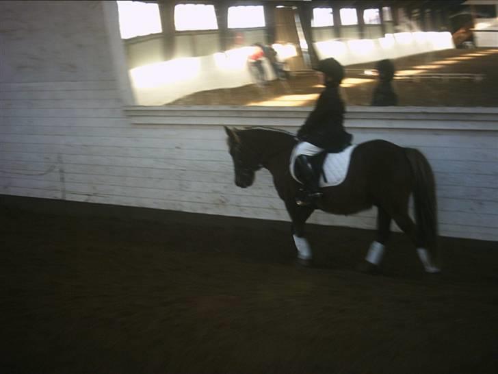 Anden særlig race Bonnie-boy    R.I.P billede 11