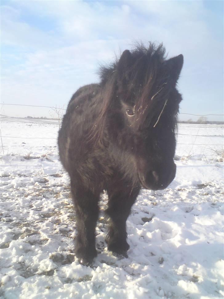 Shetlænder Sali SOLGT - sali billede 18