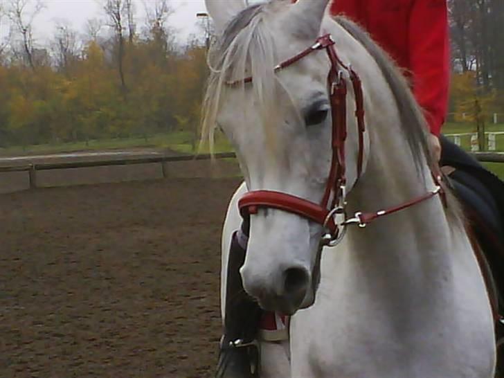 Arabisk fuldblod (OX) Joy Salina billede 7