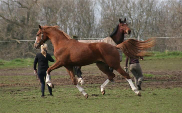 Dansk Varmblod Isabell De Noir billede 11