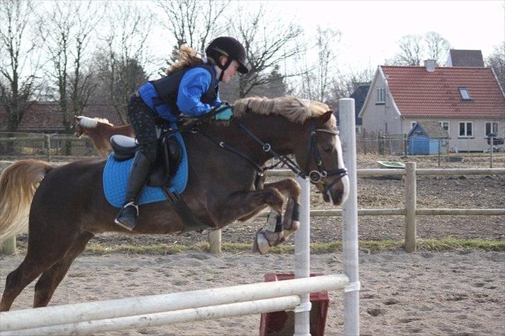 Welsh Pony af Cob-type (sec C) Møllebos Laval - Tema Laval og Emma billede 6