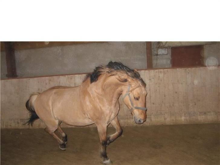 Anden særlig race Julius: red - Jeg er en Muggen hest xD<3 billede 19