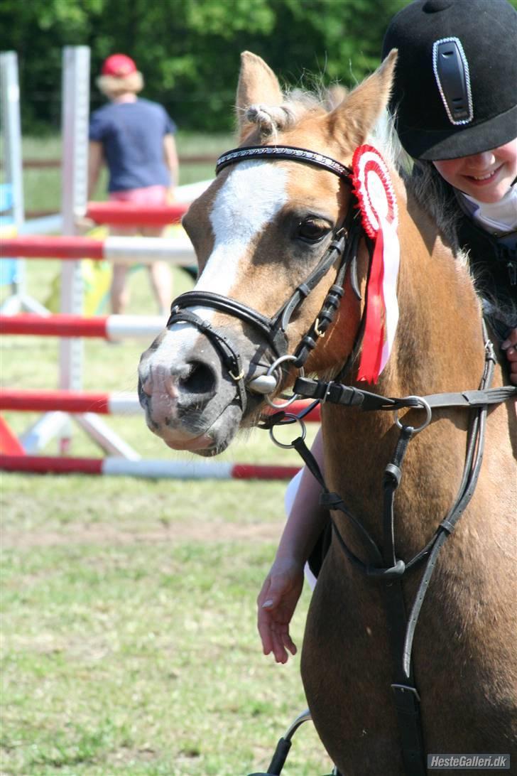 Anden særlig race Jamaica <3(gammel part)<3 - velkommen til Jamaica´s profil- til stævne i vasehus d.31/05-09 en 1 plas i LB  billede 1
