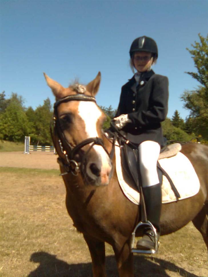 Anden særlig race Jamaica <3(gammel part)<3 - efter dressur stævne billede 3