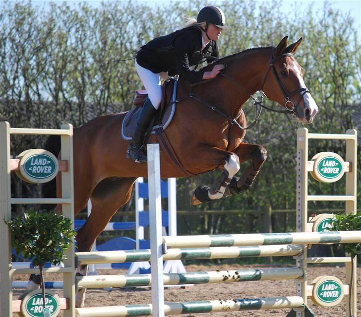 Holstener Campari (solgt til USA) billede 1