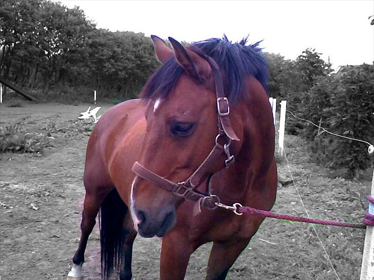 New Forest Charly - Modelbillede Foto: Heidi:D billede 10