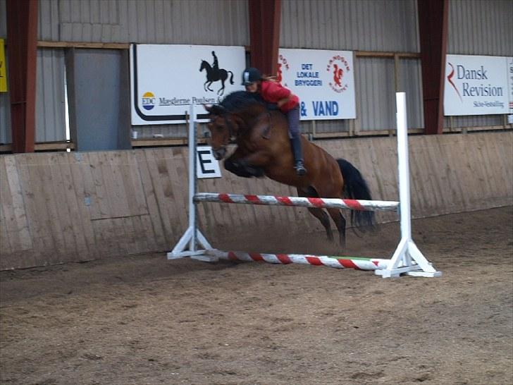 New Forest Charly - Charly&Jeg springtræning - Rytterlejr 2010<3 billede 11