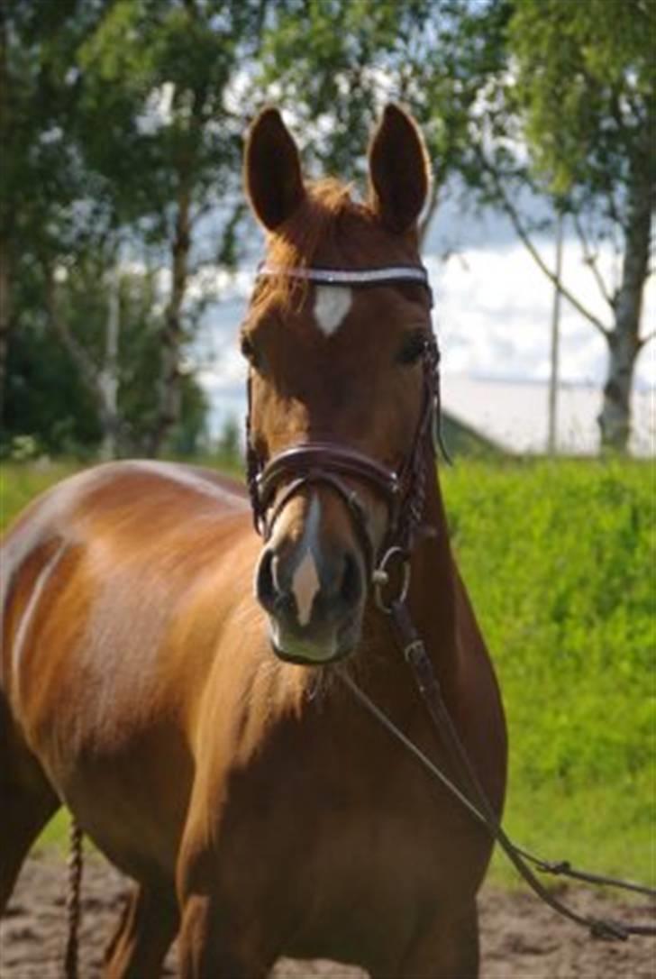 Hollandsk Sportspony Schadijkerhof's Tessa - Model pony <3  billede 14