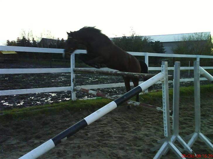 Hollandsk Sportspony Cupido<3 - løsspringning, 125 cm.  Foto: Kia *taget med mobil billede 11